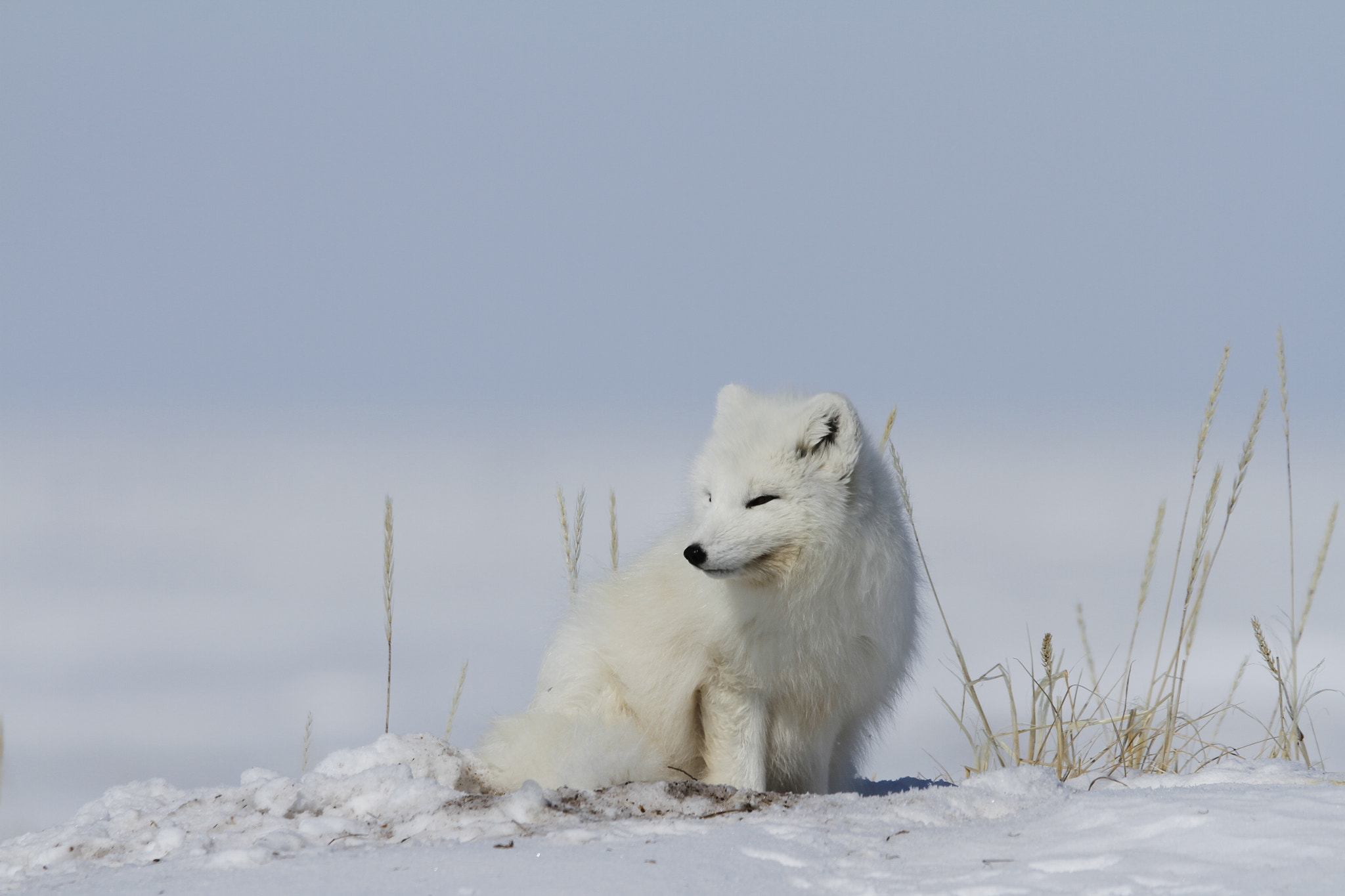 Canon EF 300mm F2.8L IS USM sample photo. Arctic fox (vulpes lagopus) waking up from a nap and staring off into the distance photography