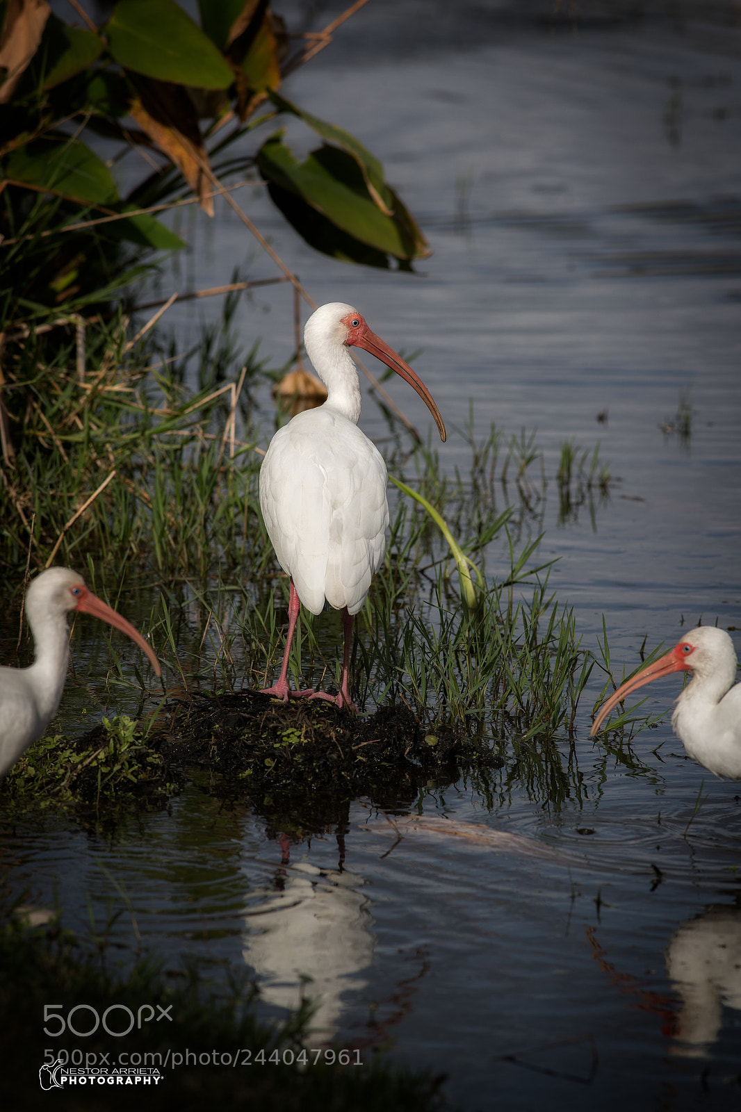Canon EOS-1D X Mark II sample photo. White ibis photography