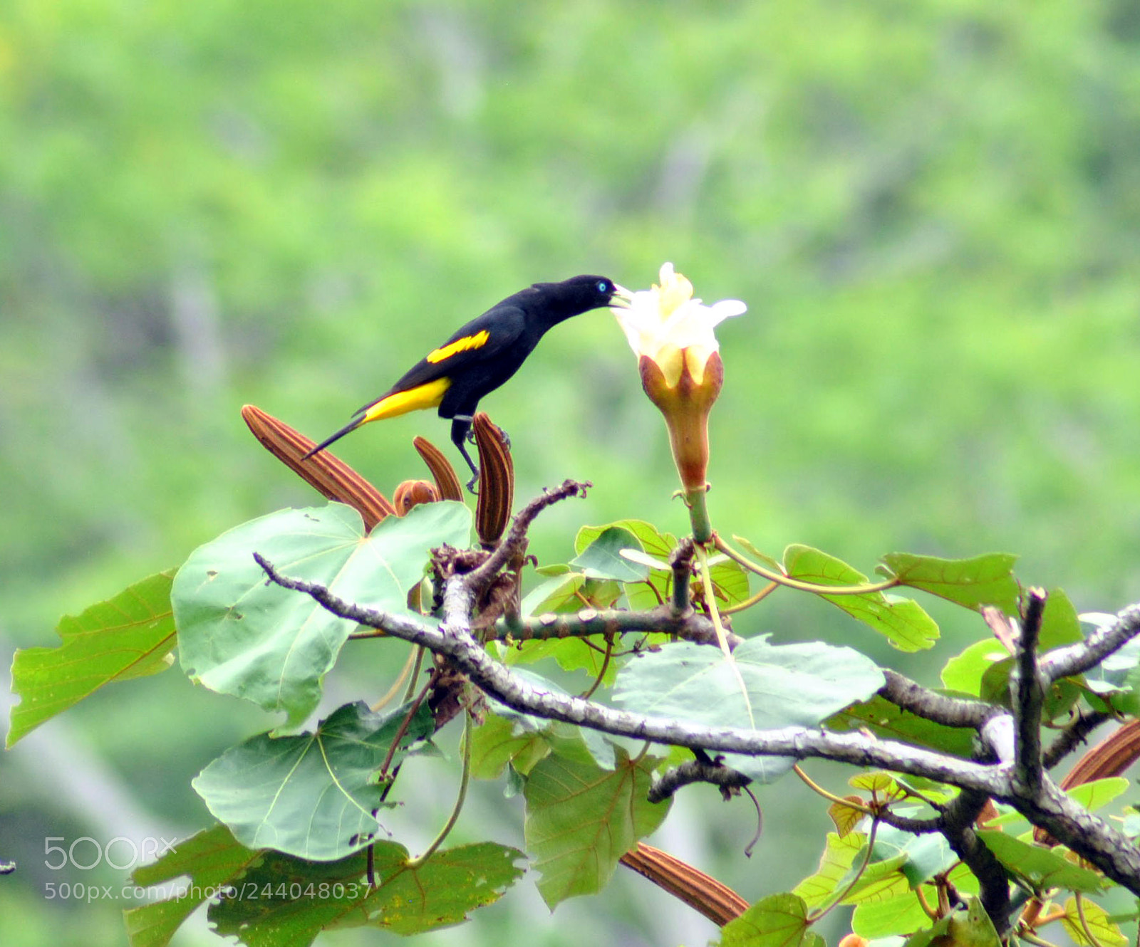 Nikon D3000 sample photo. Cacicus cela photography