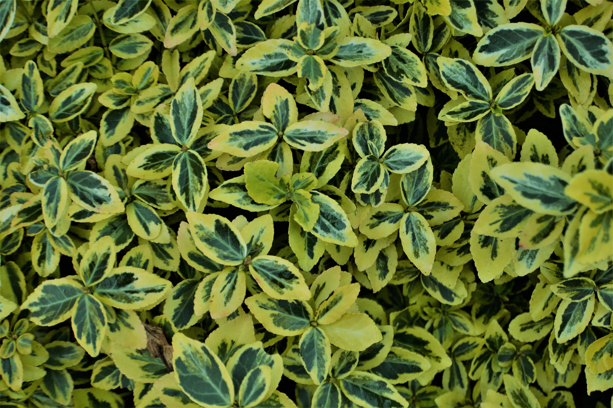 Nikon D3100 sample photo. Variegata window photography