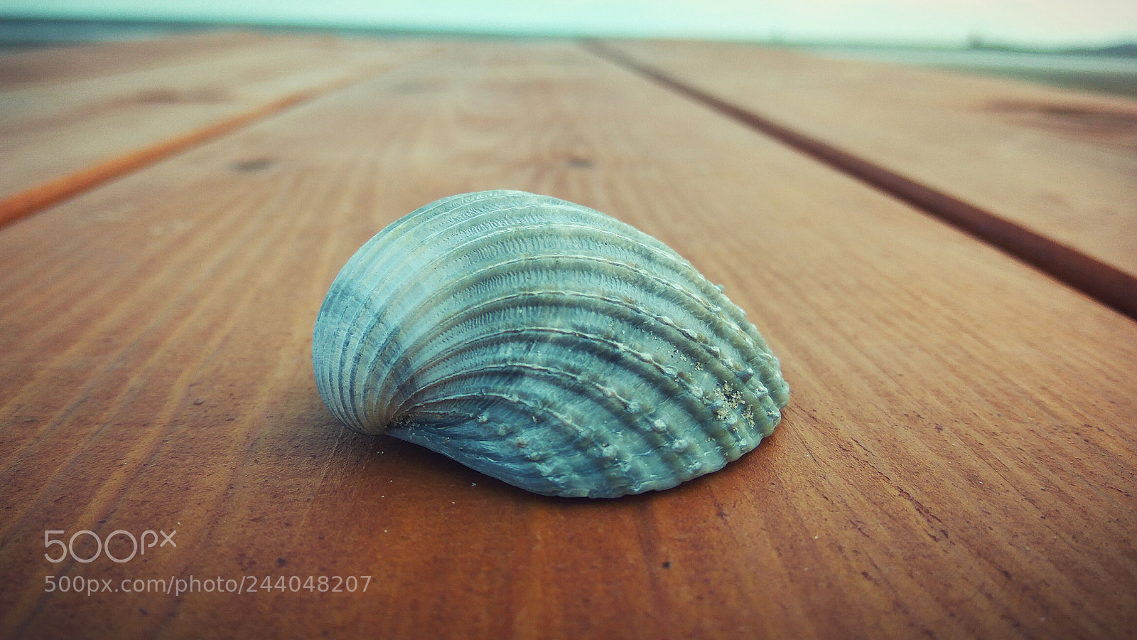 Xiaomi Redmi Note3 sample photo. Shell on the beach photography