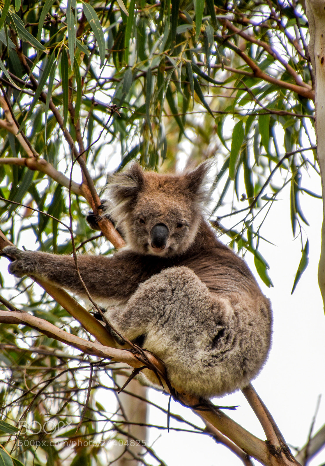 Nikon D5500 sample photo. Koala chilling in a photography