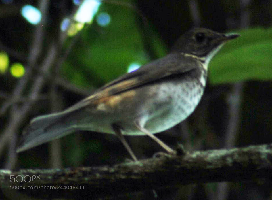 Nikon D3000 sample photo. Catharus ustulatus photography