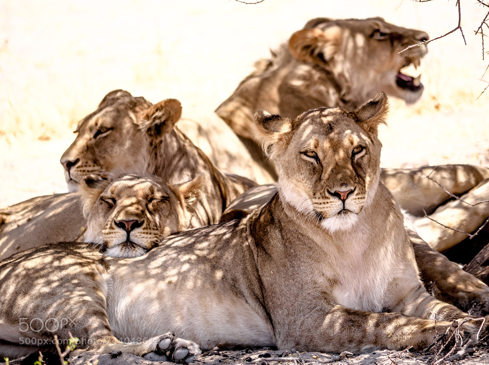 Panasonic DMC-G70 sample photo. Lions photography