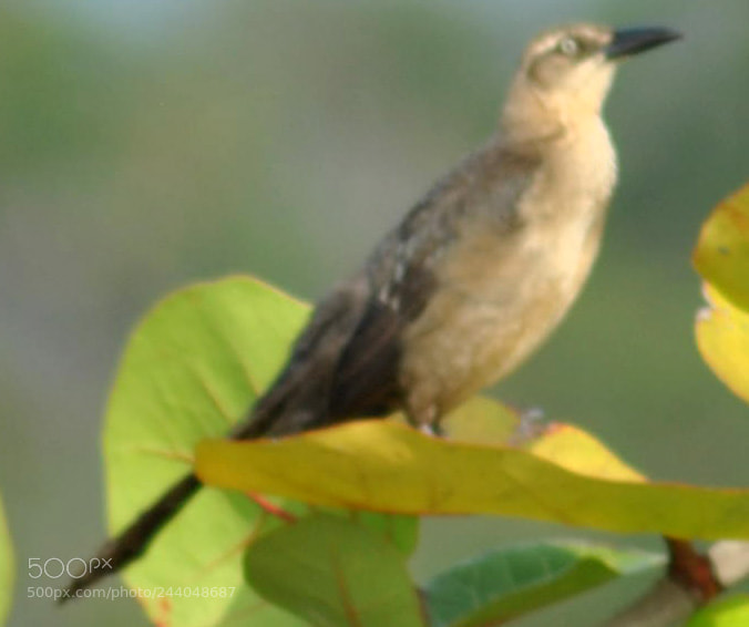 Nikon D3000 sample photo. Donacobius atricapillus photography