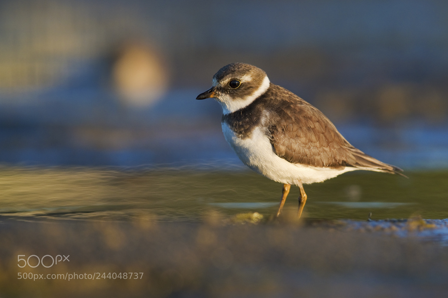 Nikon D500 sample photo. Semipalmated plover / pluvier semipalmé photography