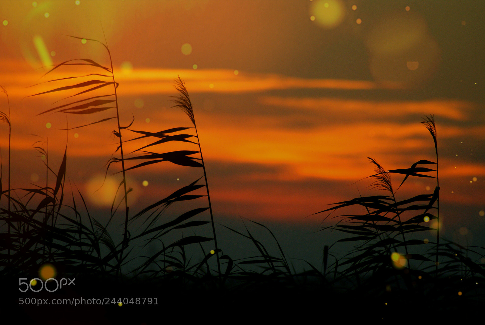Sony Alpha DSLR-A200 sample photo. Colors of the sky photography