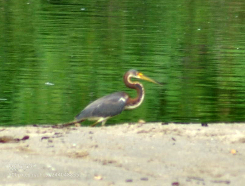 Nikon D3000 sample photo. Egretta tricolor photography