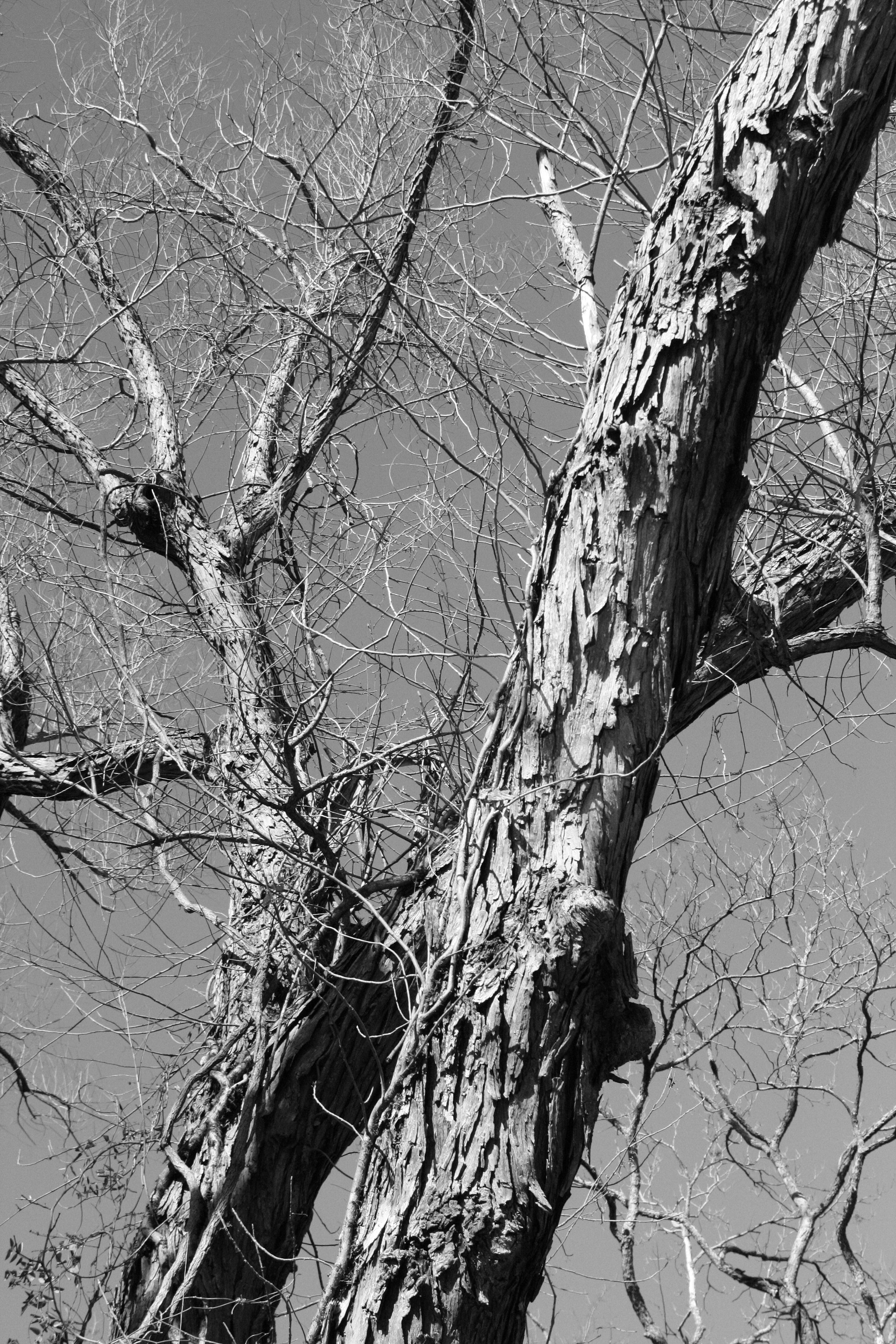 Canon EOS 1000D (EOS Digital Rebel XS / EOS Kiss F) sample photo. Black willow in black n white photography