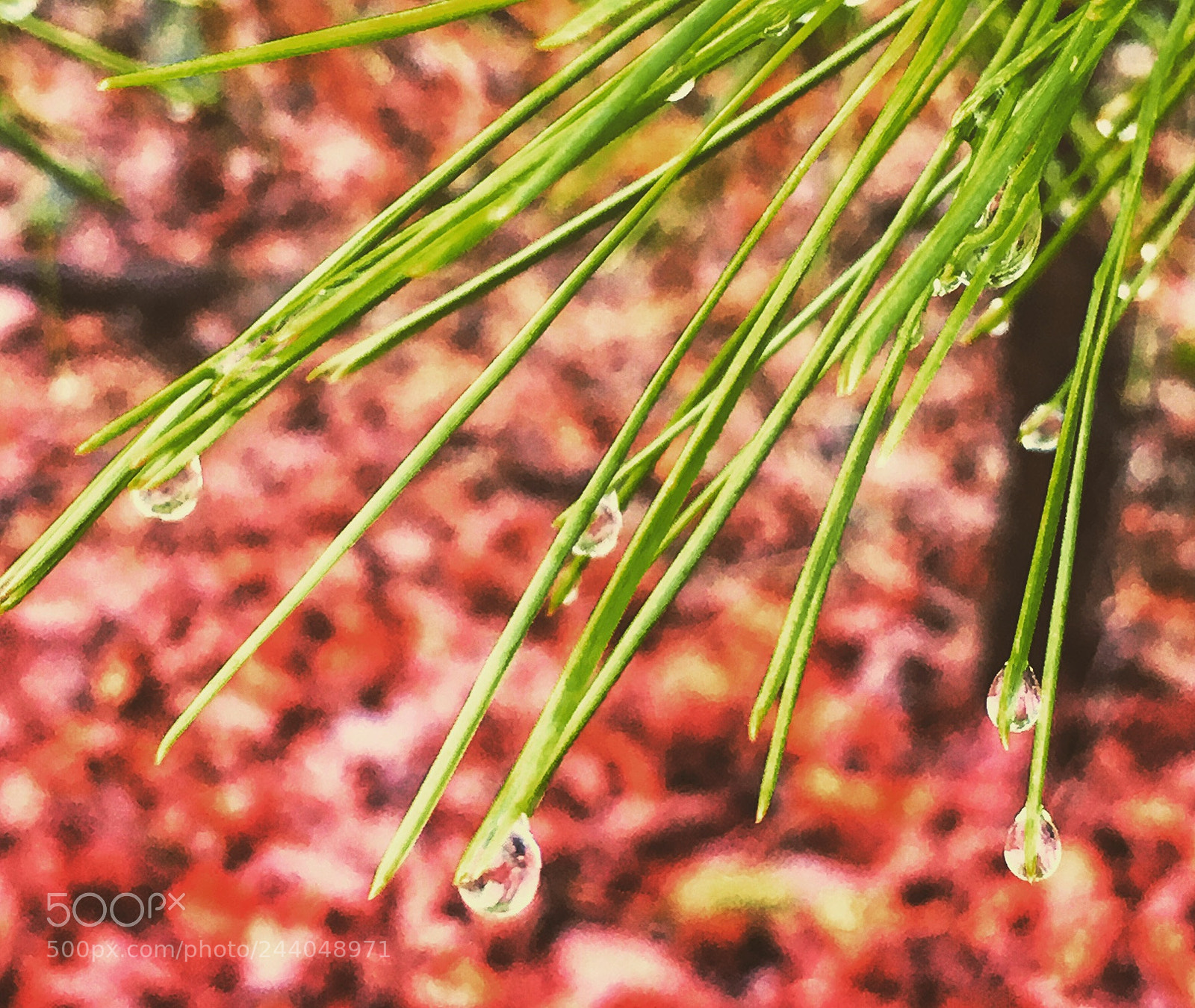 Apple iPhone 6s sample photo. Pine drops photography