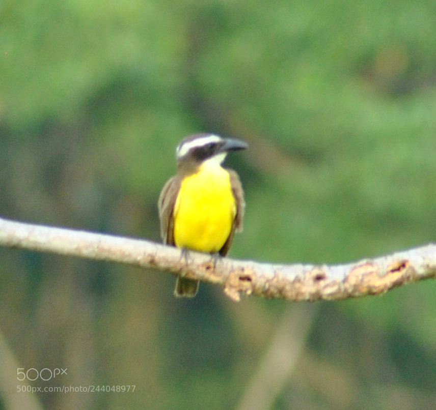 Nikon D3000 sample photo. Pitangus sulphuratus photography