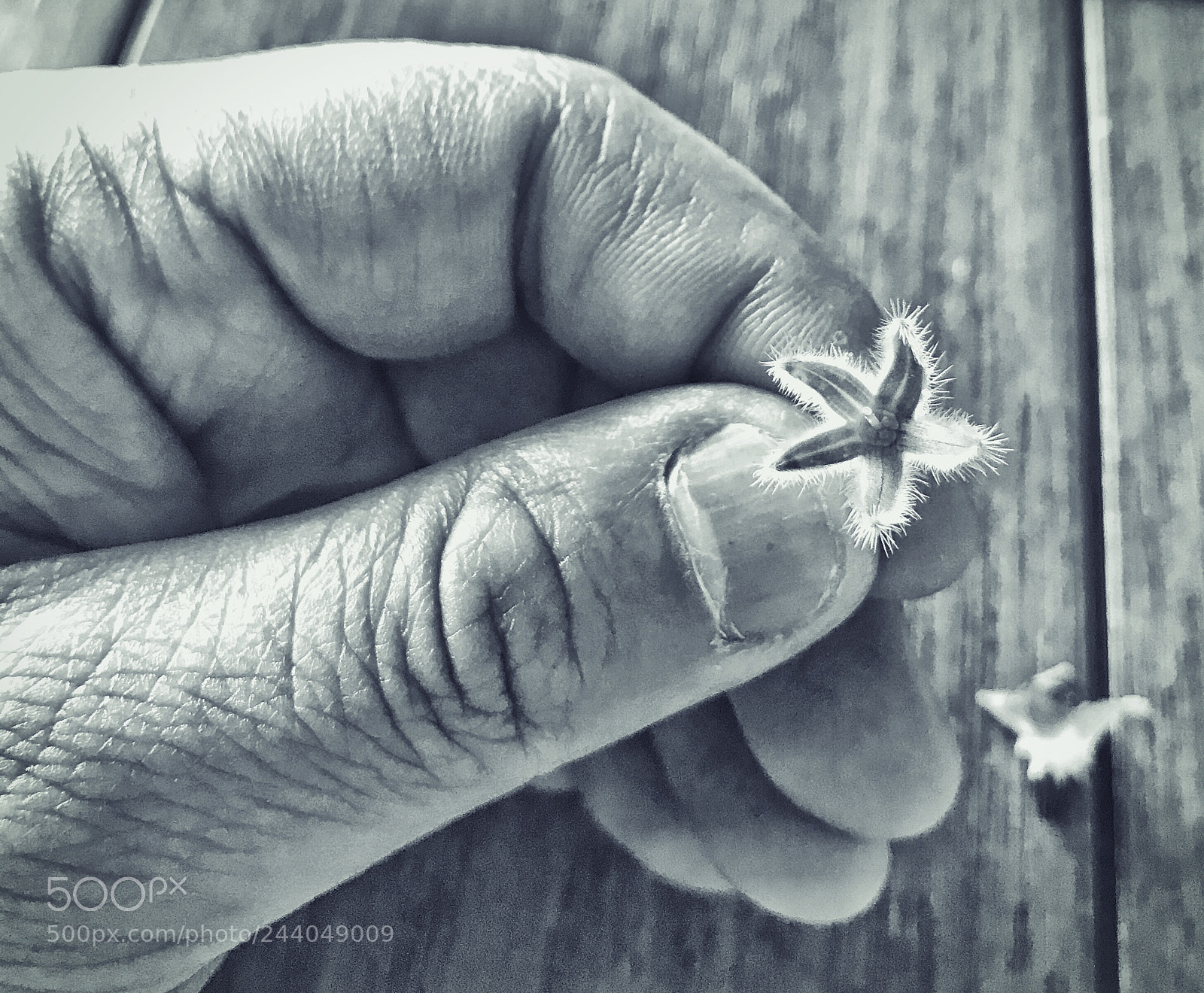 Apple iPhone 7 sample photo. Little flower. photography