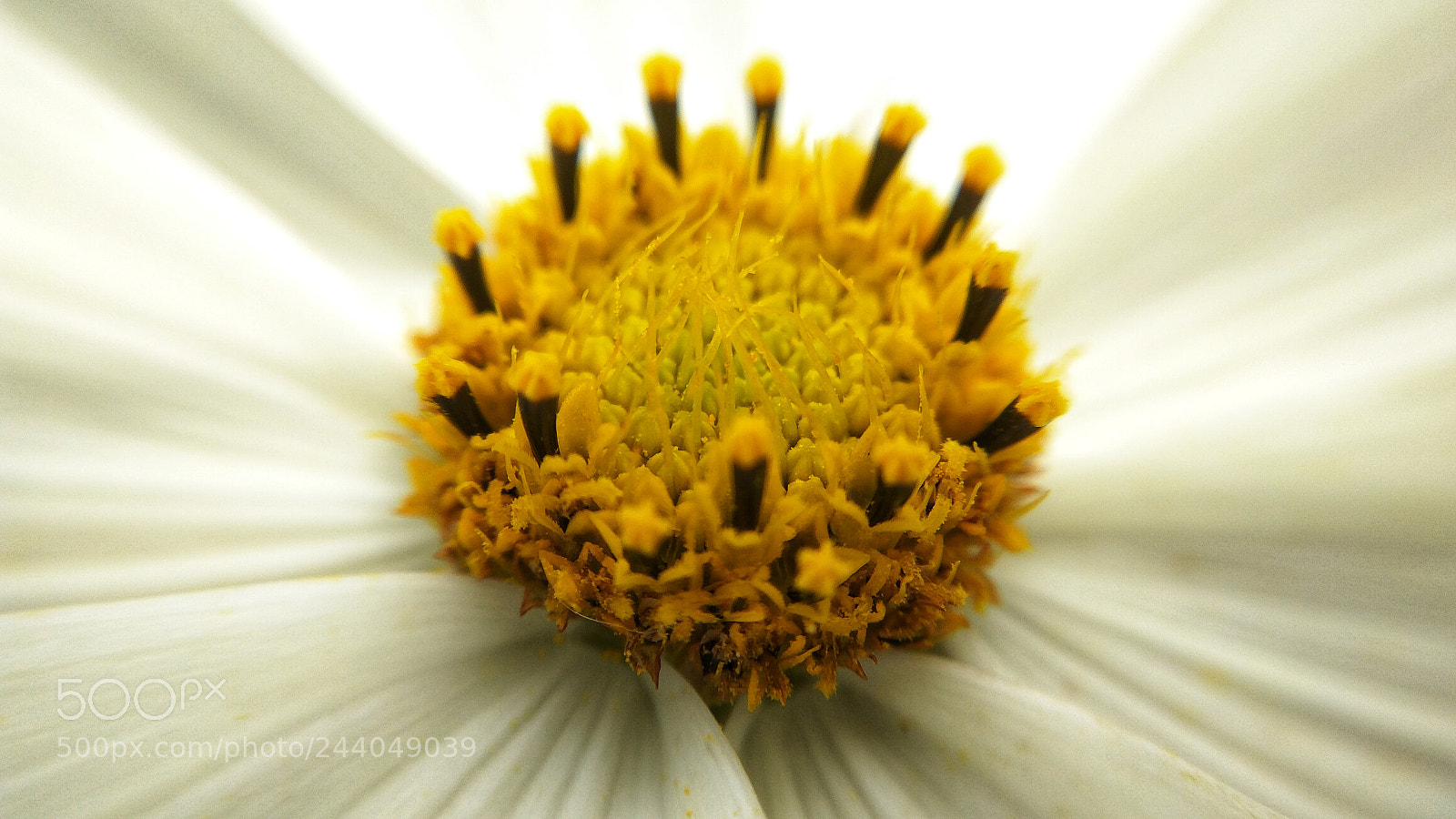 Xiaomi Redmi Note3 sample photo. Butter bowl, flower macro photography