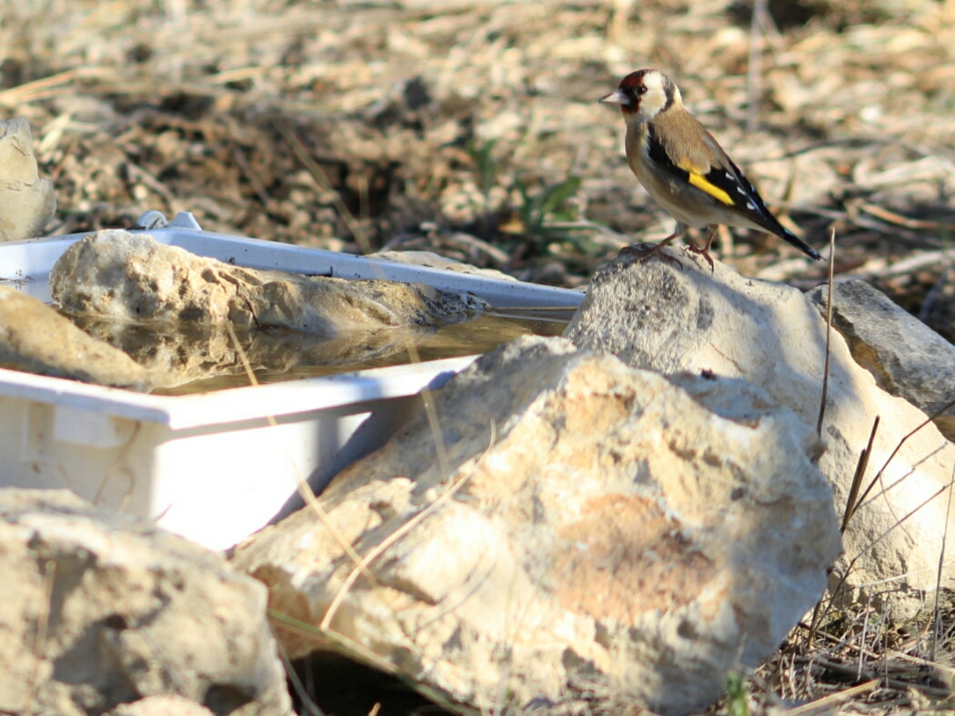 Canon EOS 1300D (EOS Rebel T6 / EOS Kiss X80) sample photo. The european goldfinch or goldfinch ( carduelis carduelis) photography