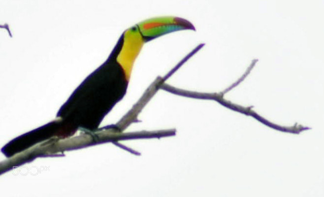 Nikon D3000 sample photo. Ramphastos sulfuratus photography