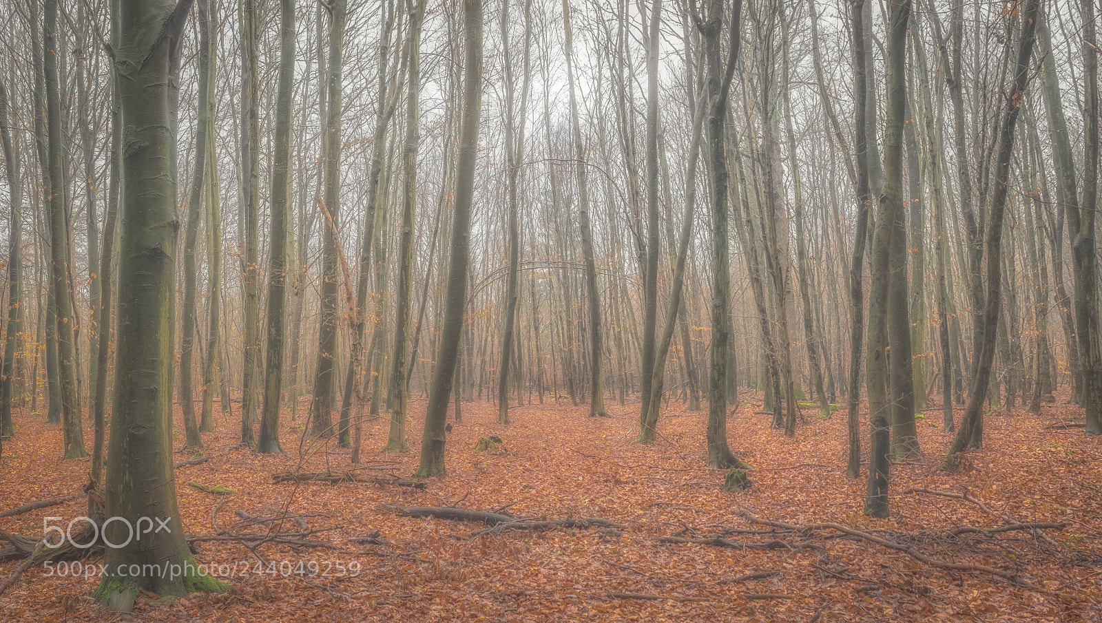 Panasonic Lumix DMC-GX8 sample photo. Beeches photography
