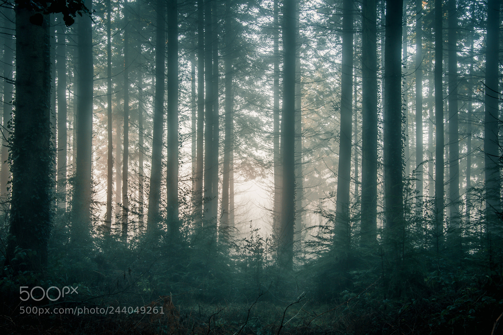 Nikon D3200 sample photo. Forest mist photography