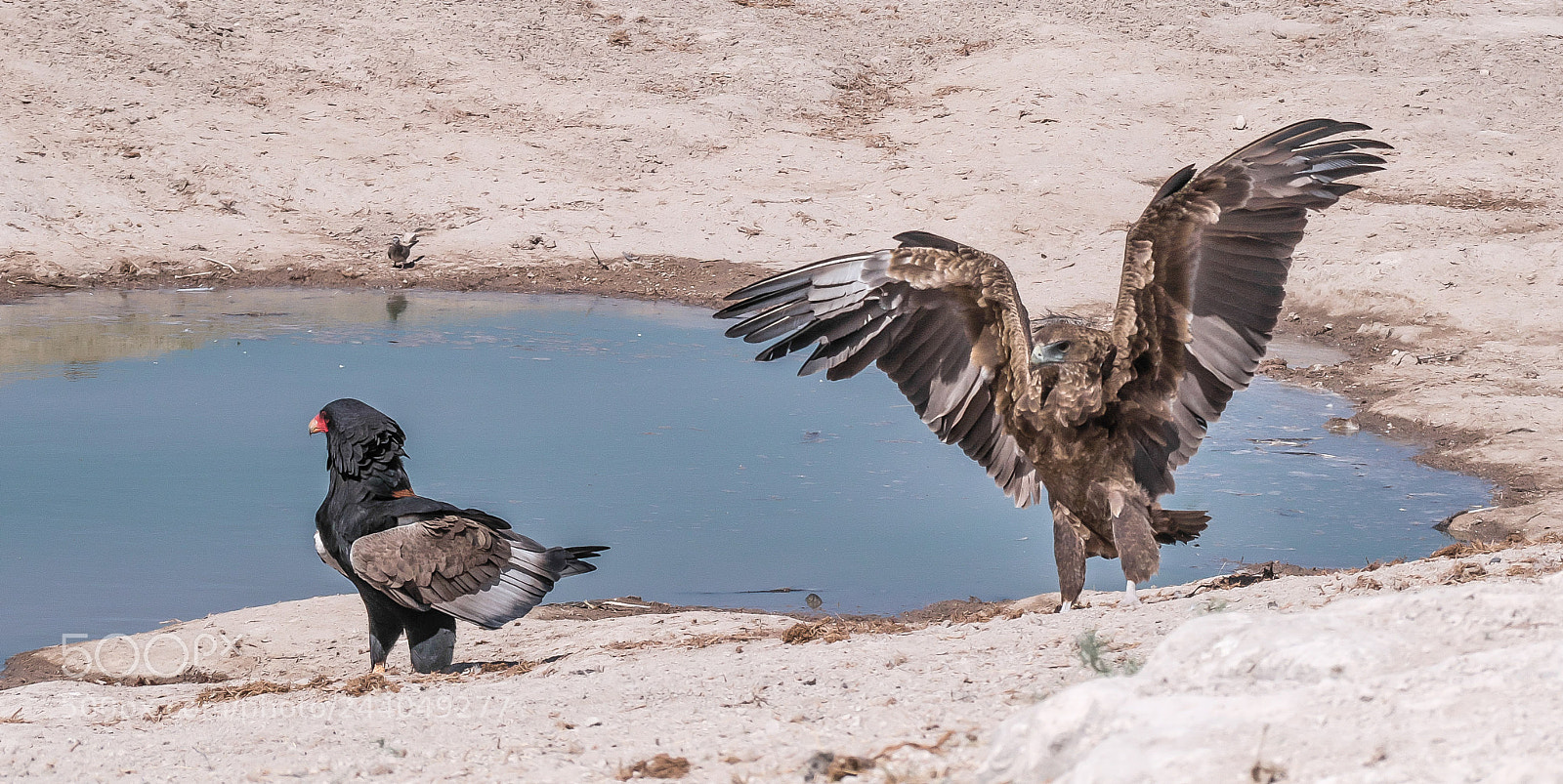 Panasonic DMC-G70 sample photo. Falcon in africa photography
