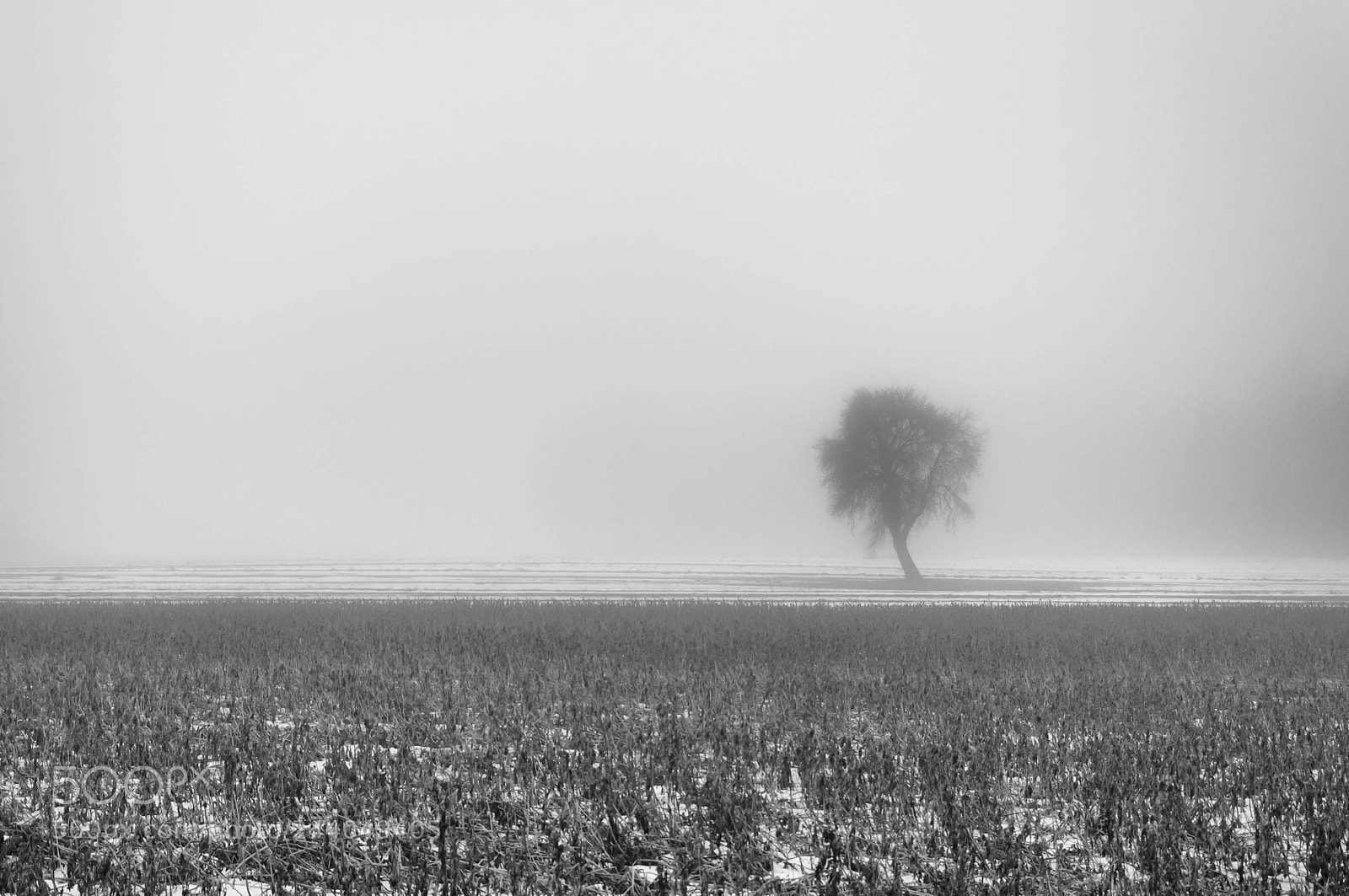 Nikon D90 sample photo. Alone in the fog photography