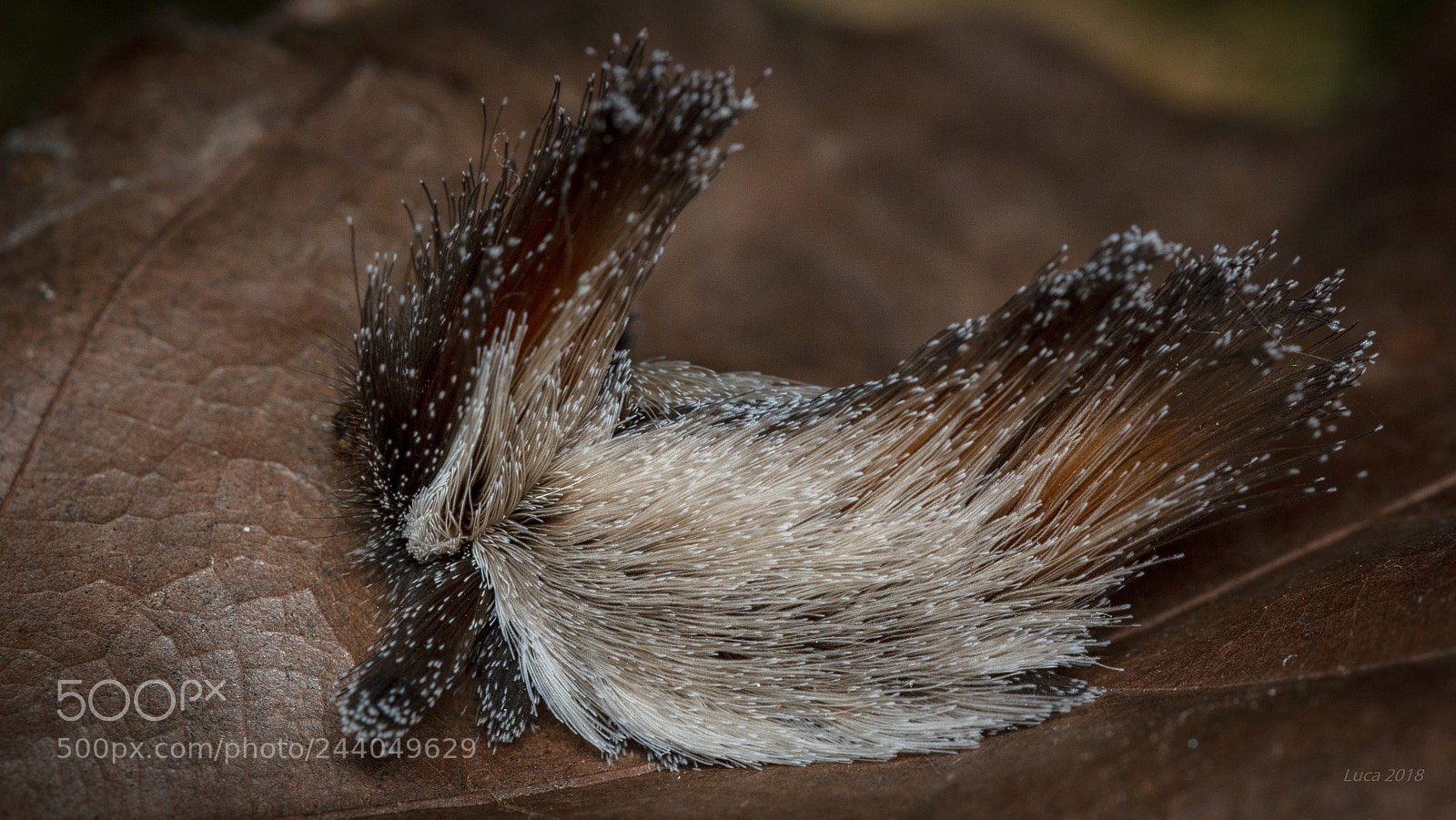 Canon EOS 60D sample photo. Caterpillar puppy photography