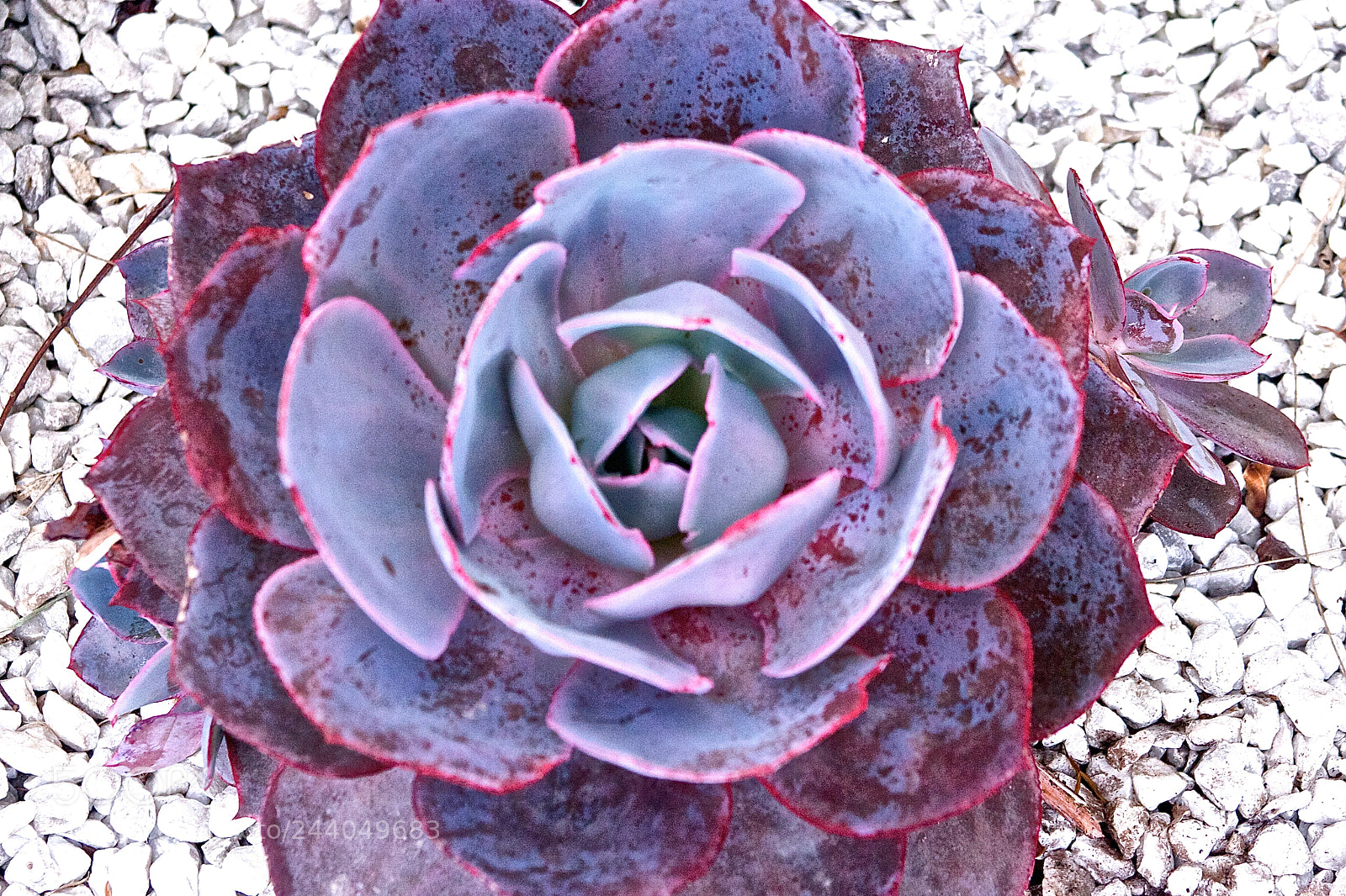 Canon EOS 40D sample photo. Succulent photography