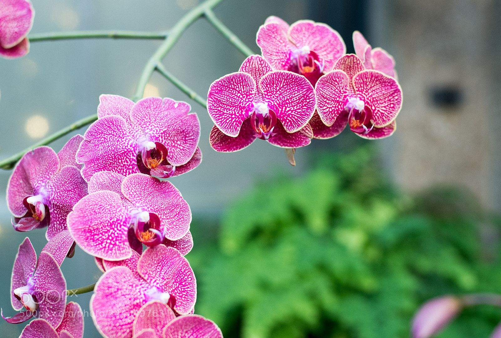 Nikon D500 sample photo. Orchid photography