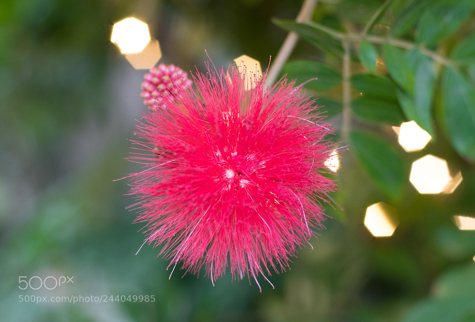 Nikon D500 sample photo. Pink poof photography