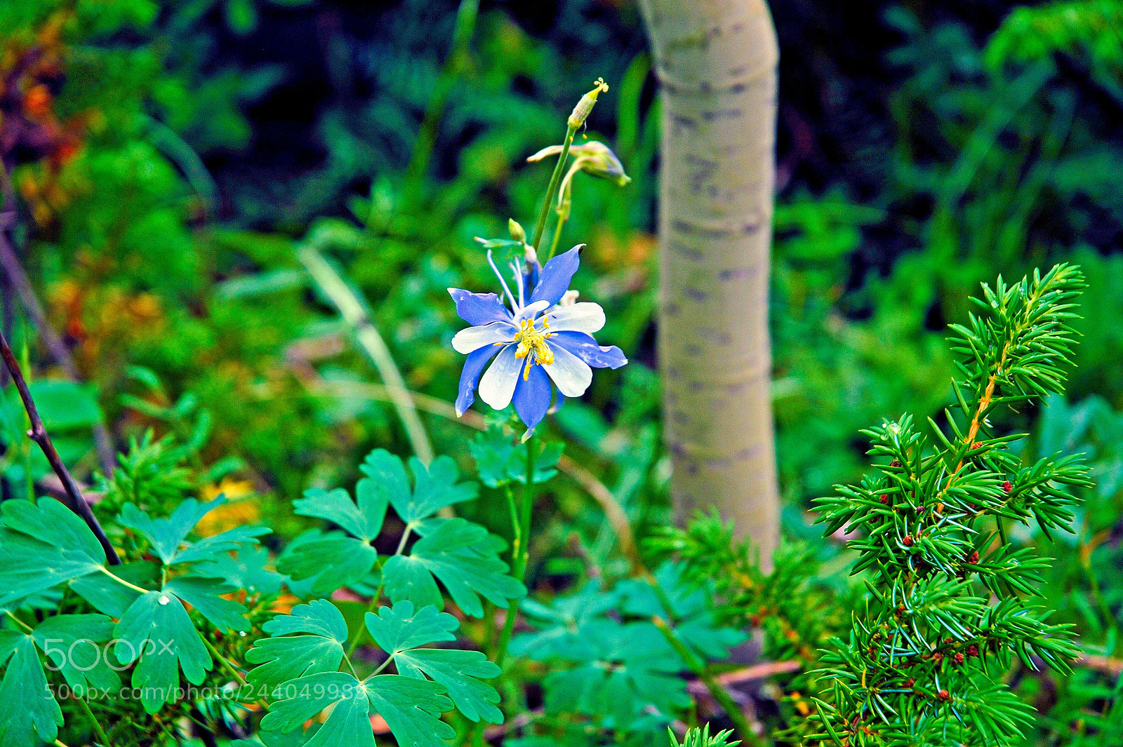 Nikon D200 sample photo. Forest columbine photography