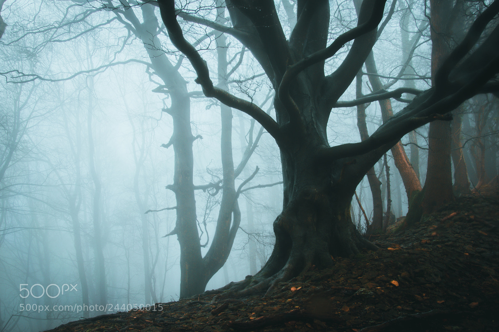 Nikon D3200 sample photo. Haunted woodland photography