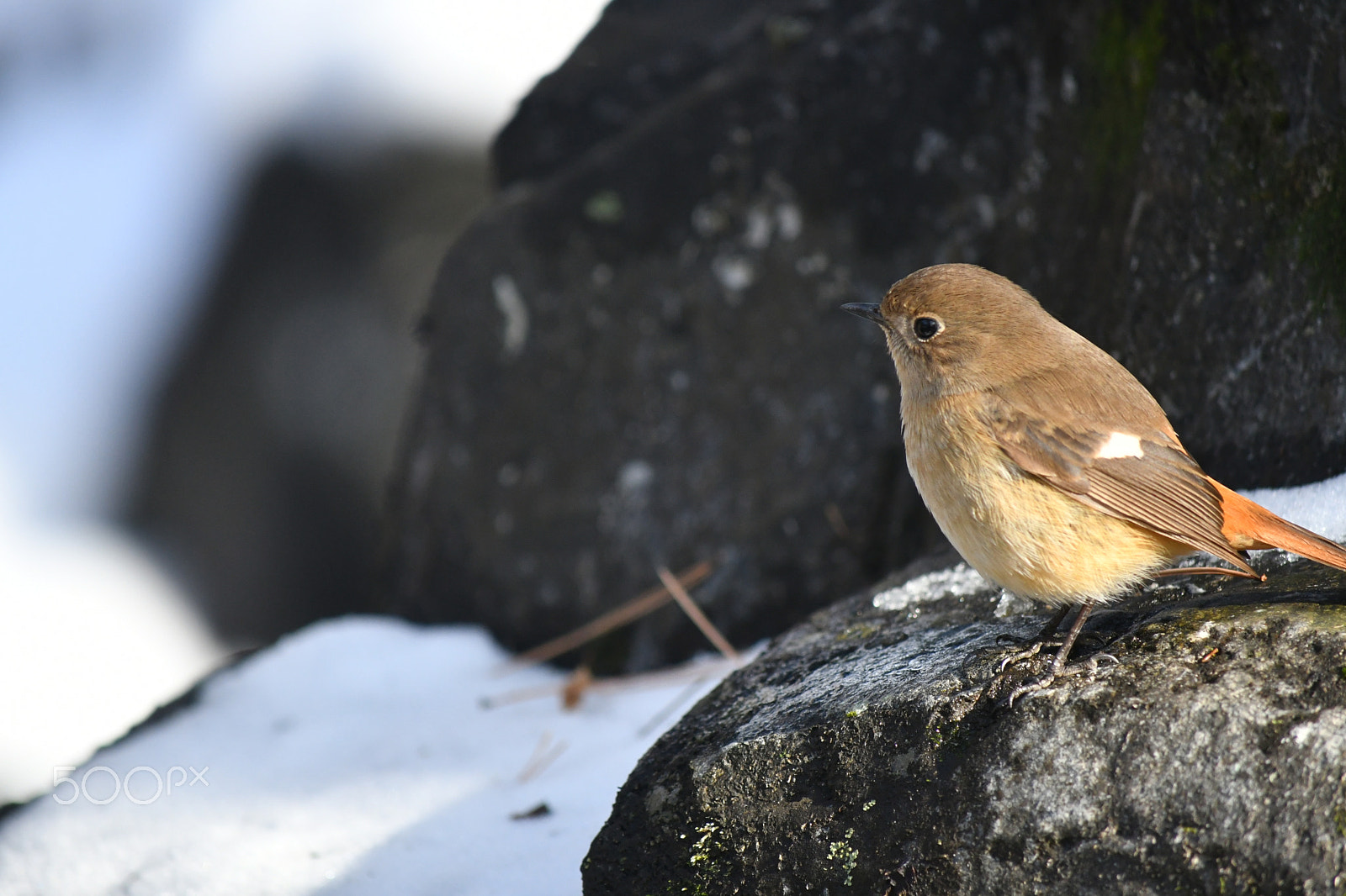 Nikon D500 sample photo. Redstart photography