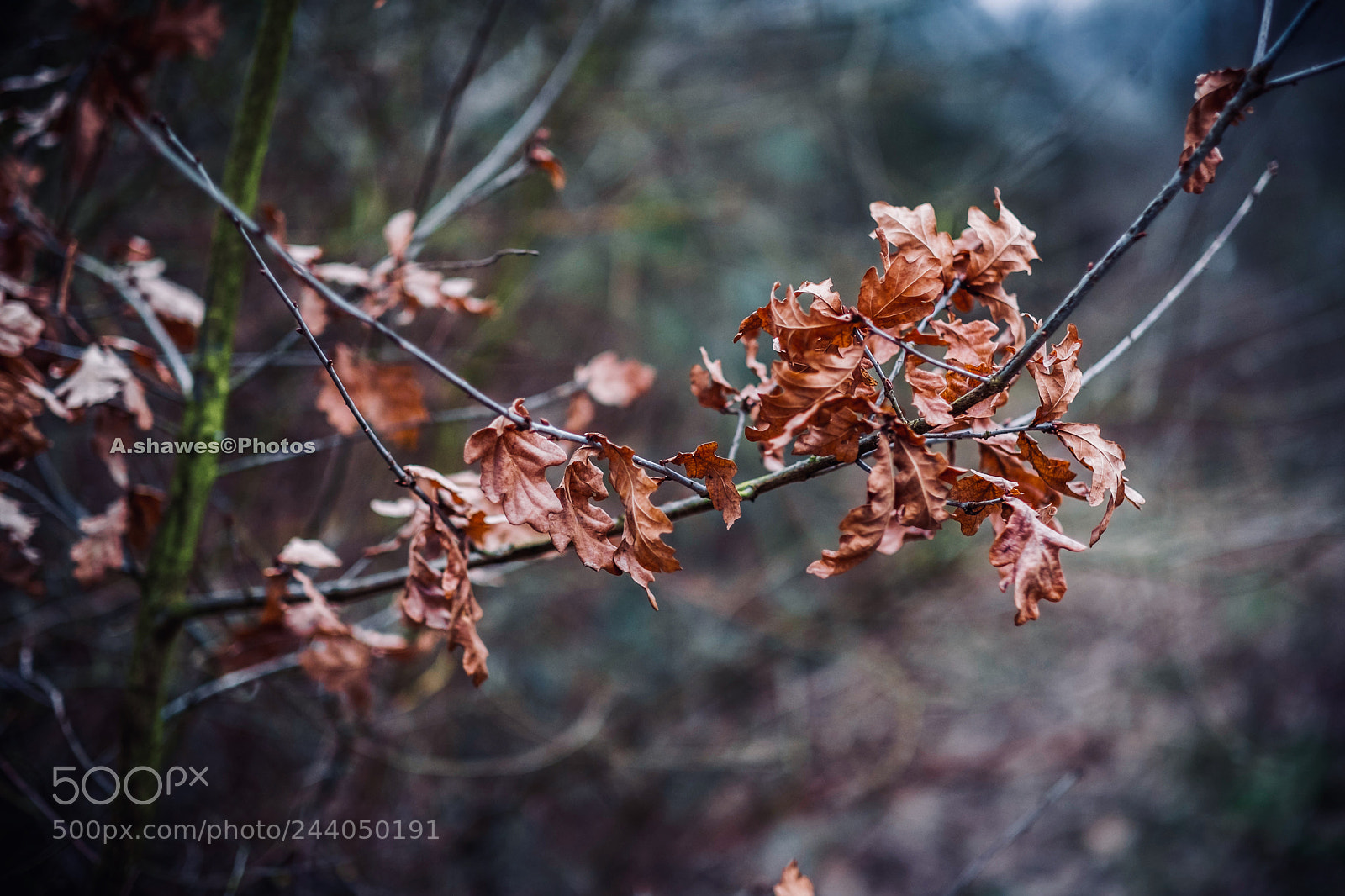 Fujifilm X-T2 sample photo. Fuji 56mm apd photography