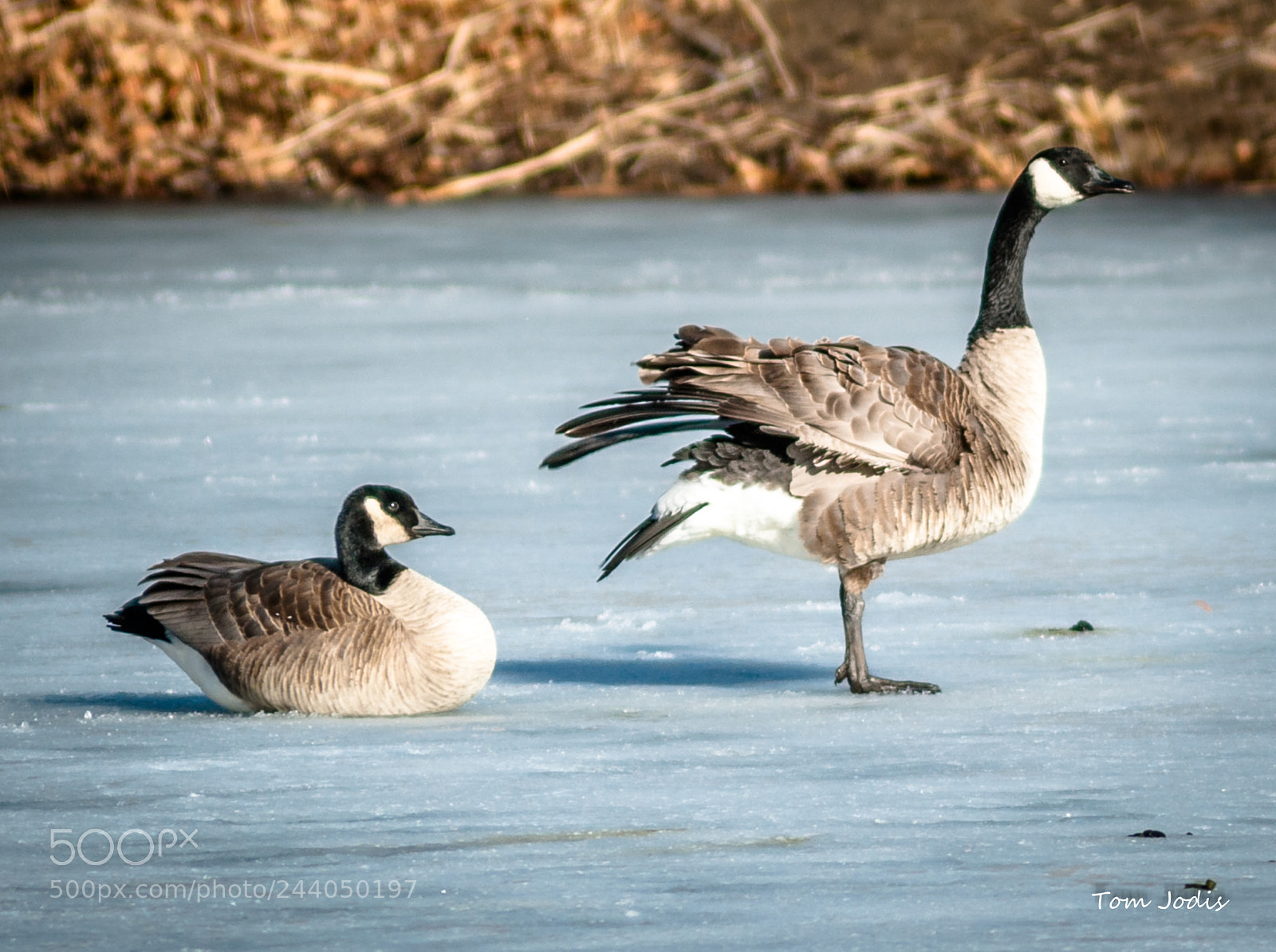 Nikon D700 sample photo. Feathered pair photography