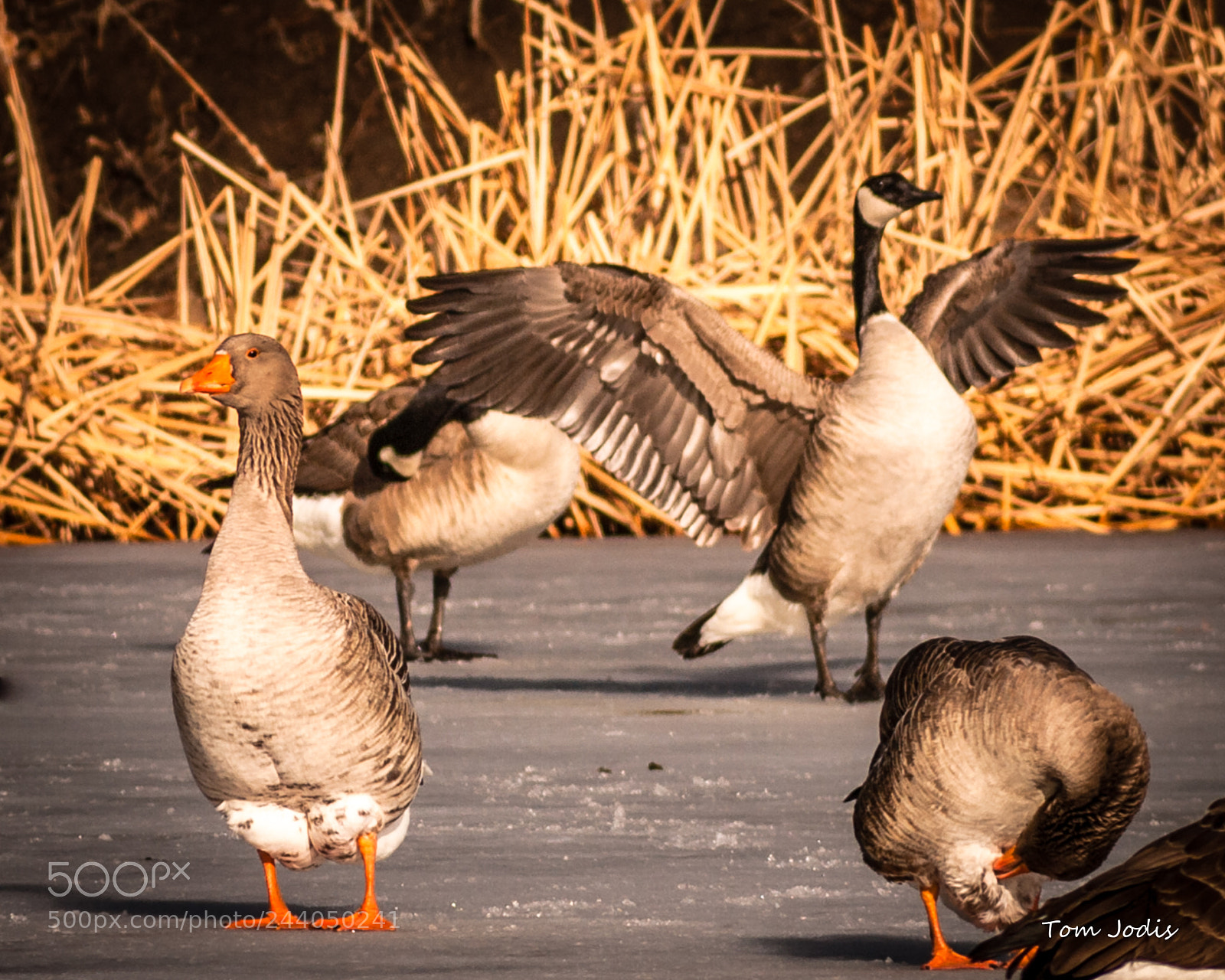 Nikon D700 sample photo. Mixed feathered pair photography