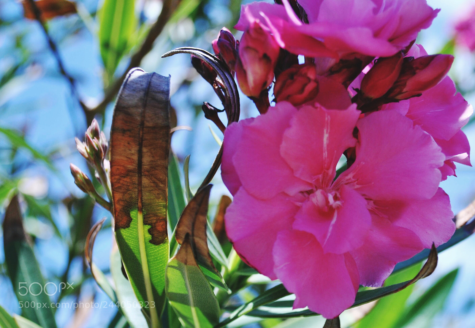 Nikon D3000 sample photo. Untitled photography