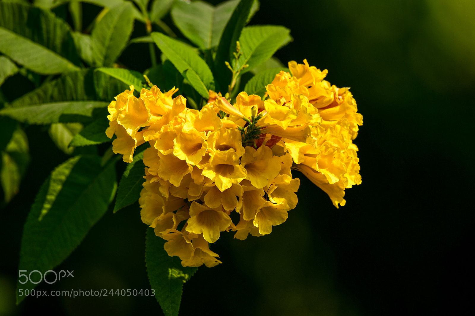 Nikon D810 sample photo. Untitled photography