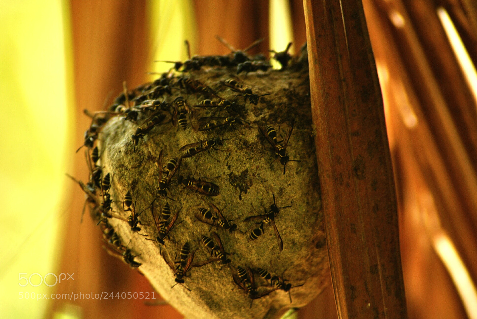 Nikon D3000 sample photo. Untitled photography