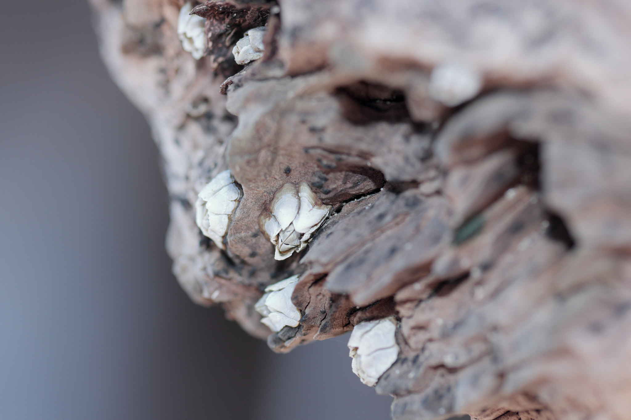 Canon EF-S 60mm F2.8 Macro USM sample photo. Barnacles photography