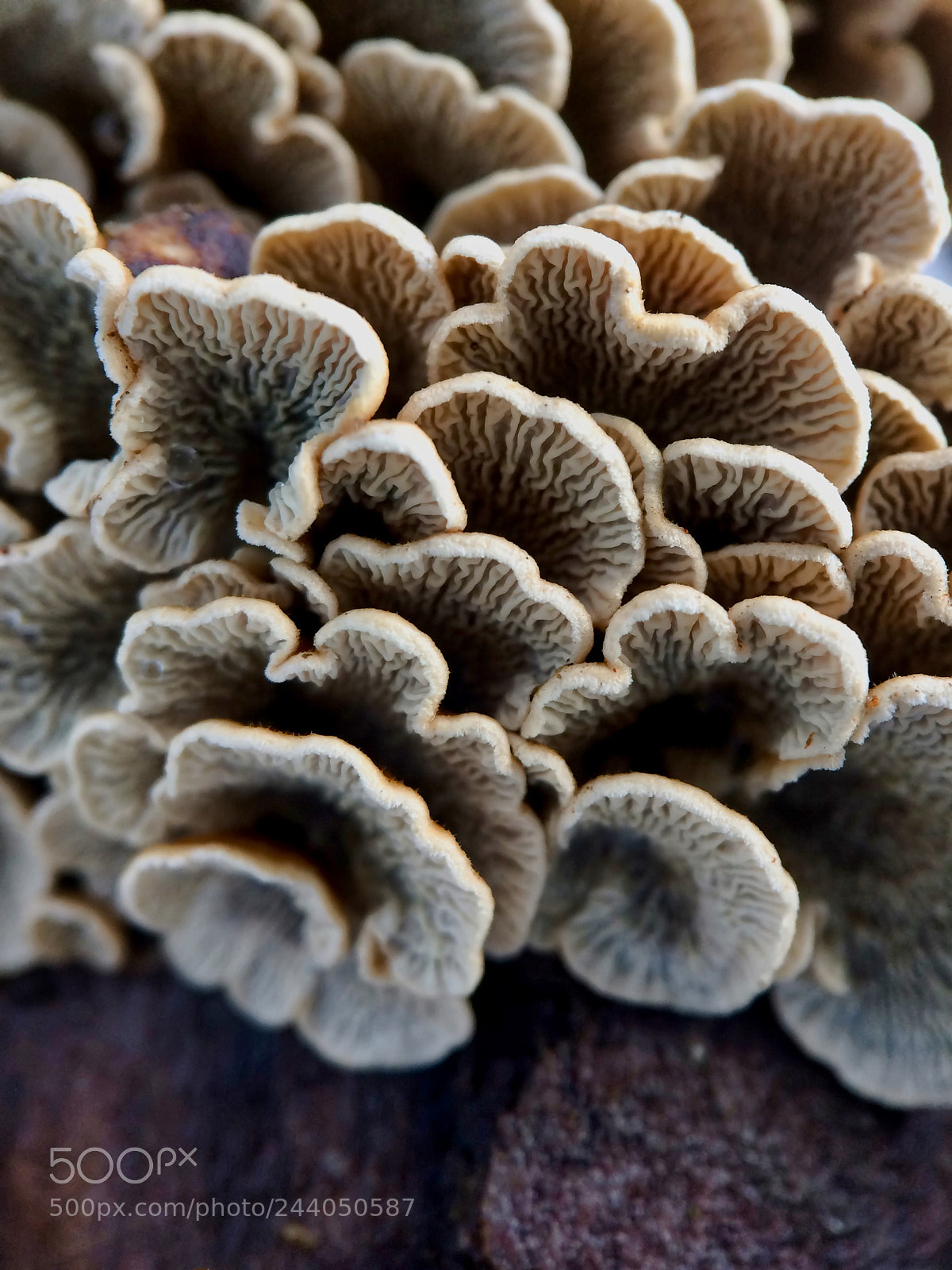 Apple iPhone 5s sample photo. Mushroom high-rise photography