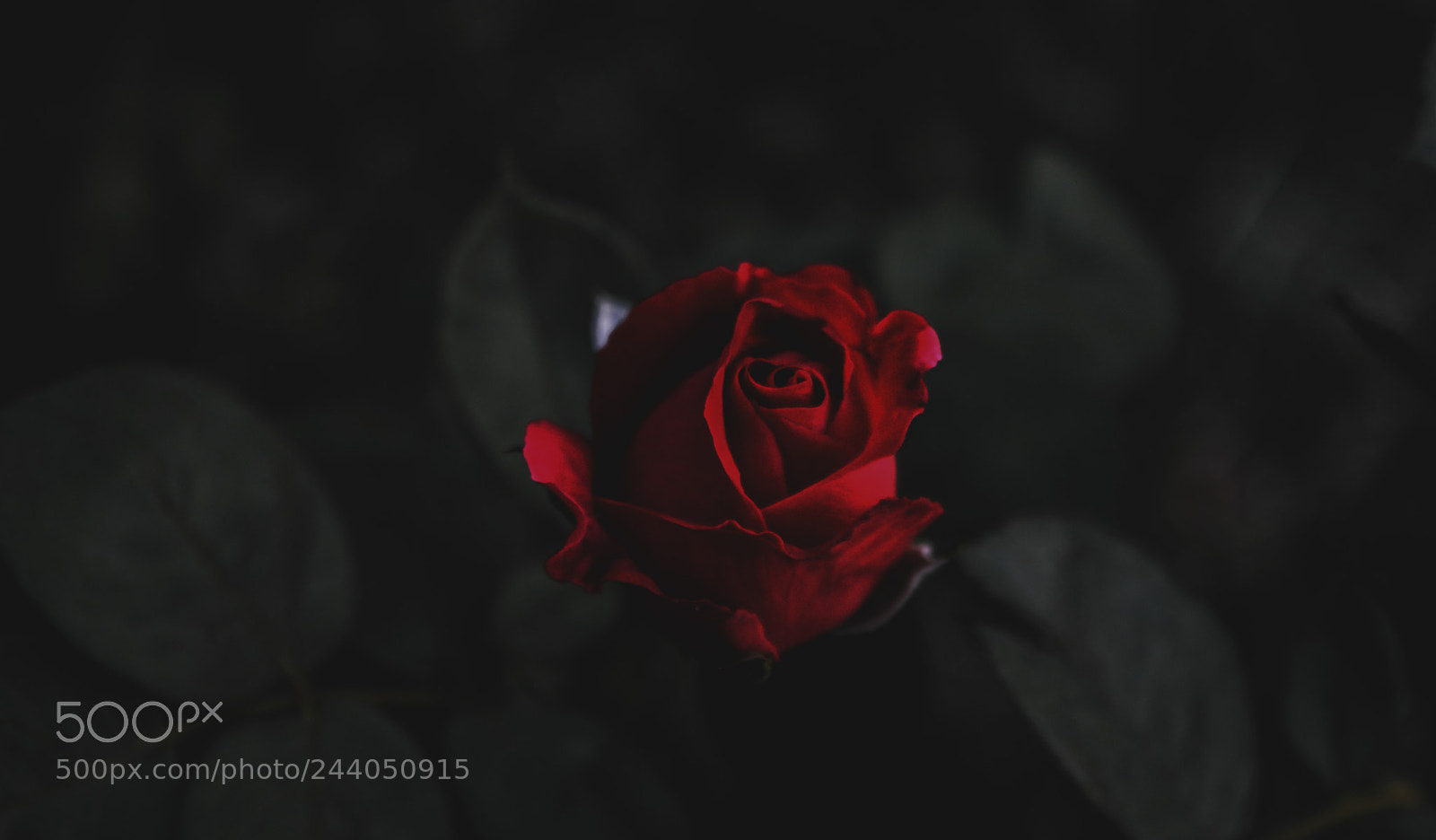 Nikon D3200 sample photo. Rose photography