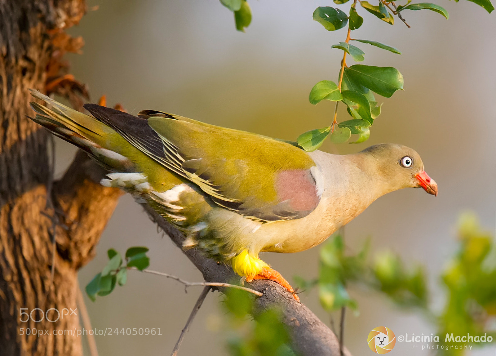 Nikon D3S sample photo. African green pigeon treron photography