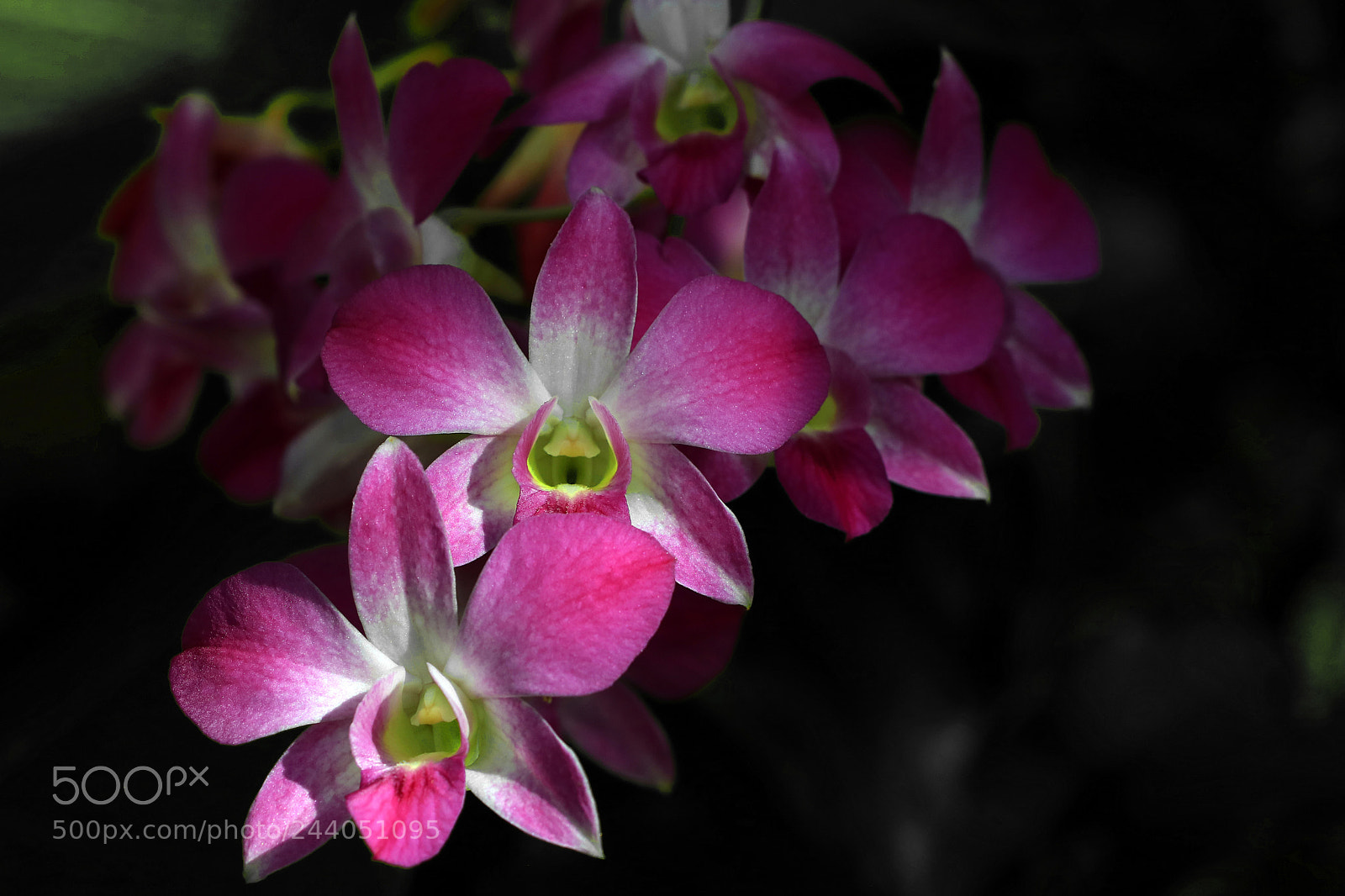 Canon EOS 760D (EOS Rebel T6s / EOS 8000D) sample photo. Flowers for saturday photography