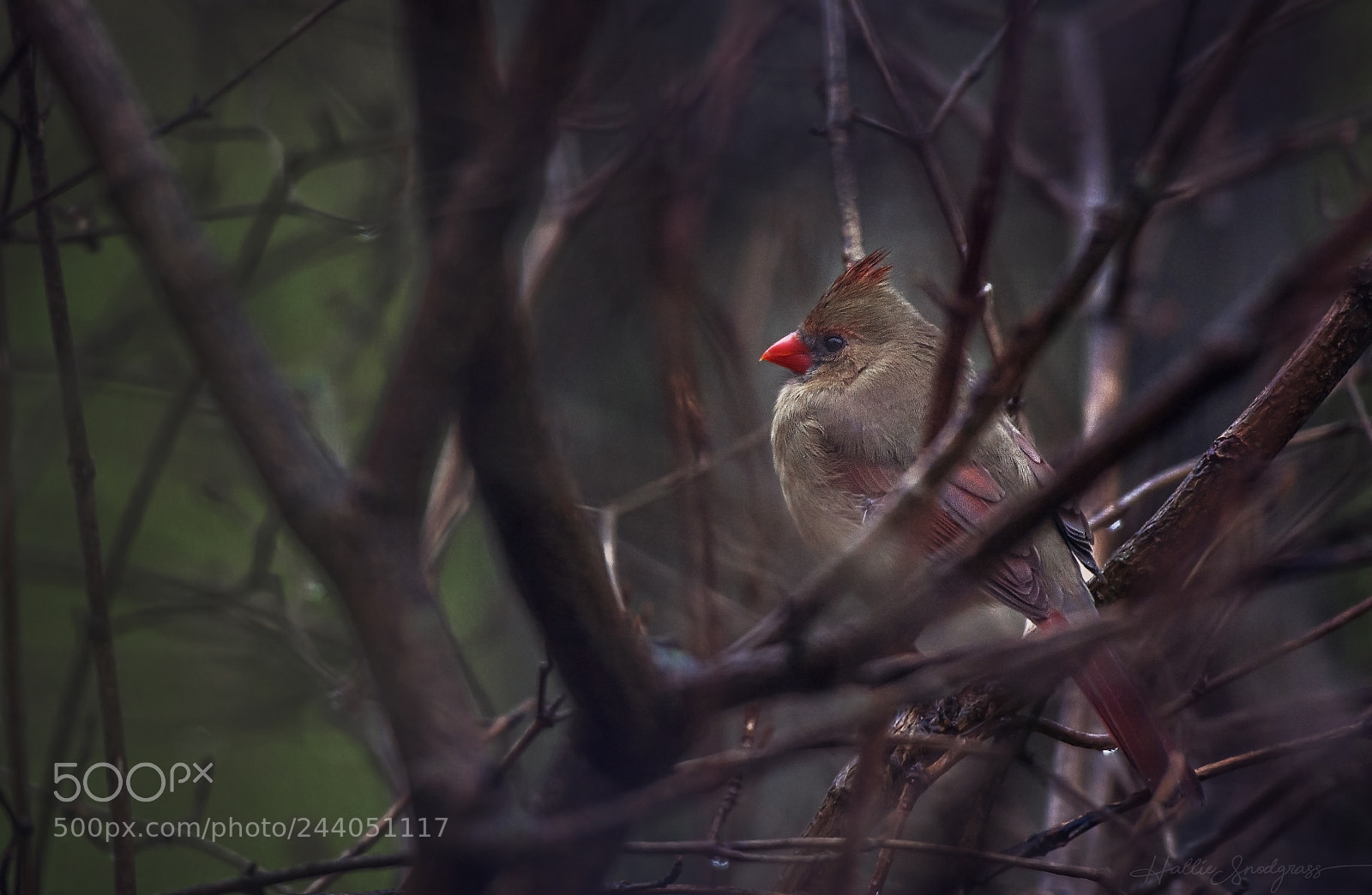 Nikon D7100 sample photo. Female cardinal photography