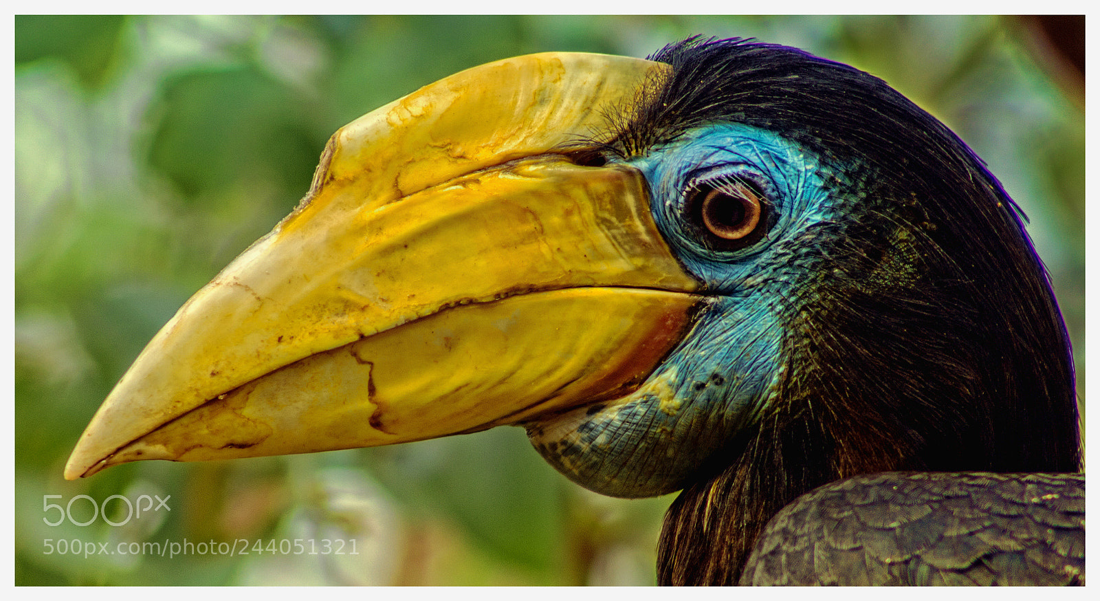 Canon EOS 650D (EOS Rebel T4i / EOS Kiss X6i) sample photo. Wrinkled hornbill photography