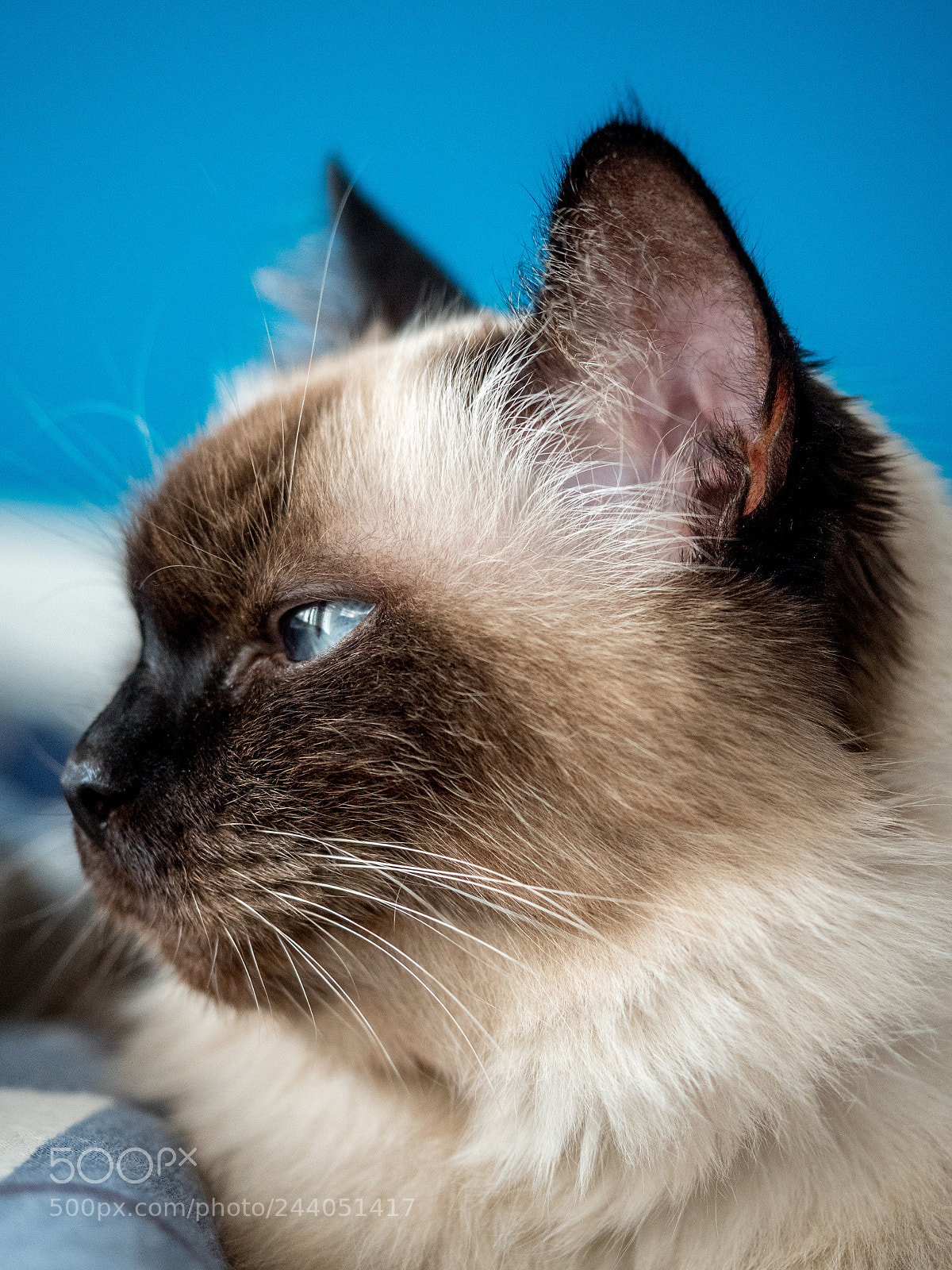 Olympus PEN E-PL7 sample photo. Birma cat photography