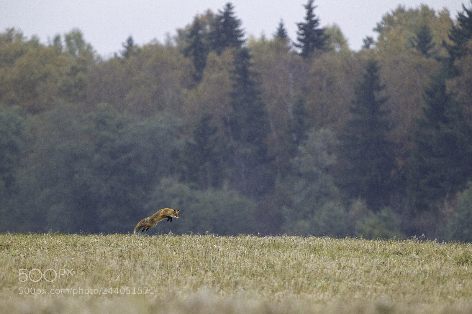 Canon EOS-1D Mark IV sample photo. Common flying fox photography