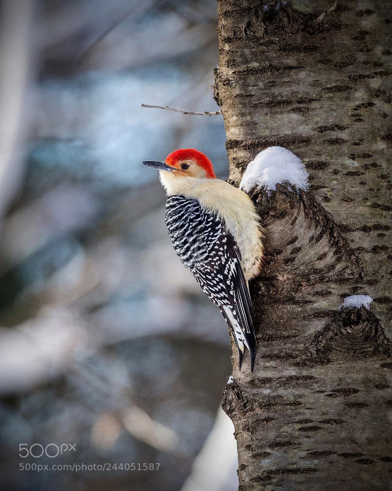 Nikon D7200 sample photo. Red-bellied woodpecker photography