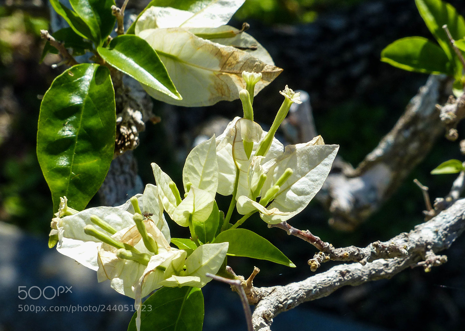 Panasonic Lumix DMC-FZ200 sample photo. Green and white photography
