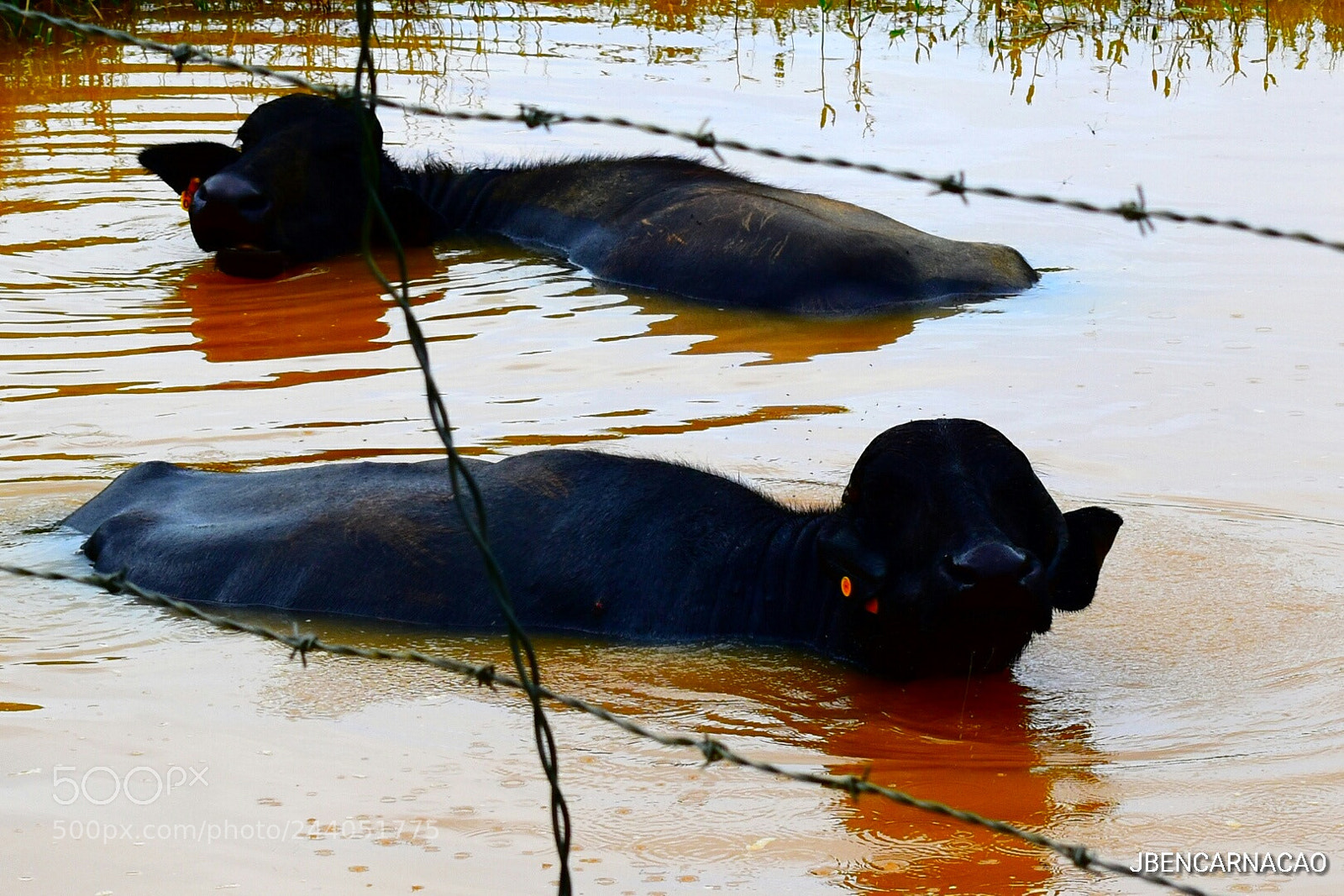 Nikon D5600 sample photo. Buffalos photography