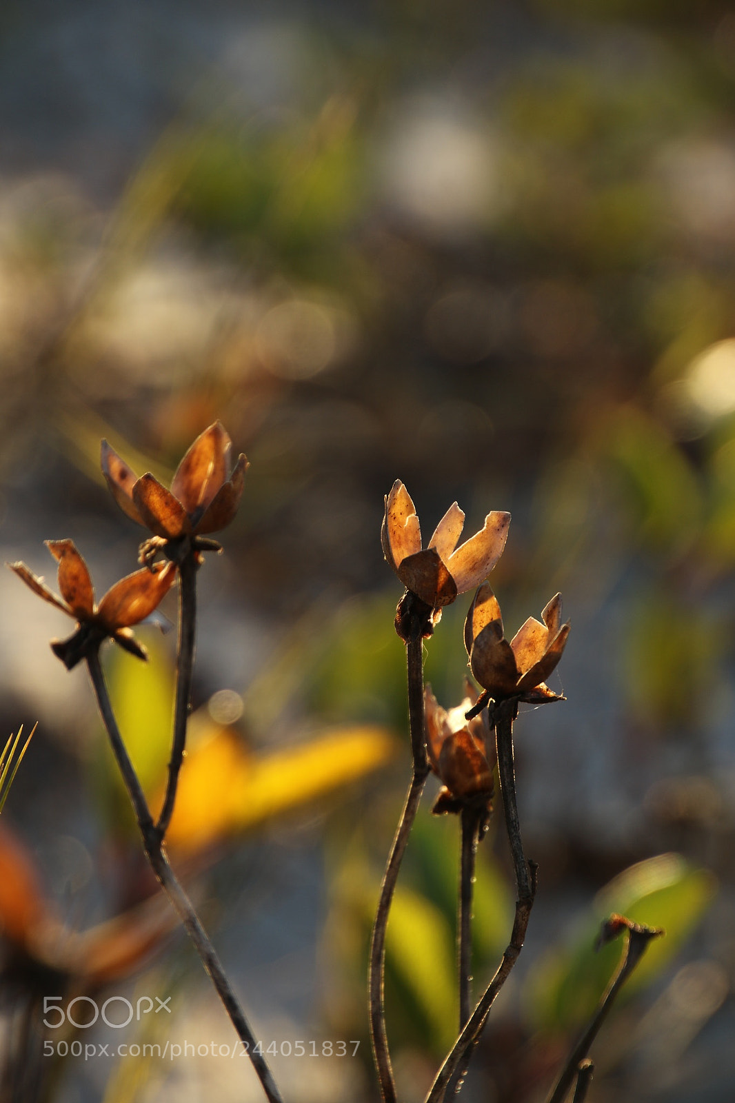 Canon EOS 7D Mark II sample photo. 53@10 photography