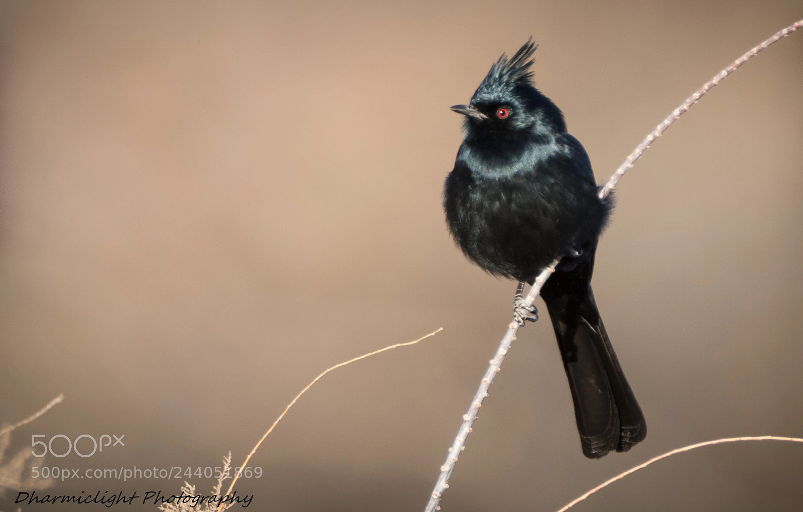 Canon EOS 7D Mark II sample photo. Phainopepla photography
